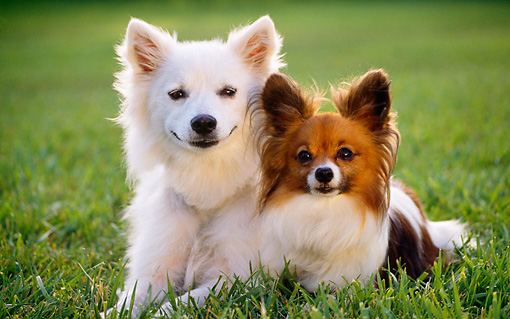Venice FL mobile vet allergy testing and treatments