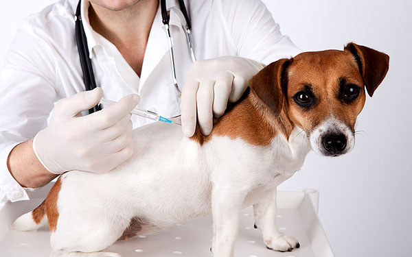 vaccinations mobile vet venice fl
