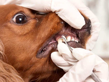 non-anesthesia dental cleaning for pets. Contact Natural Veterinary Services, FL